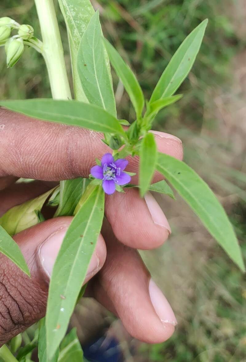 Hydrolea zeylanica flower