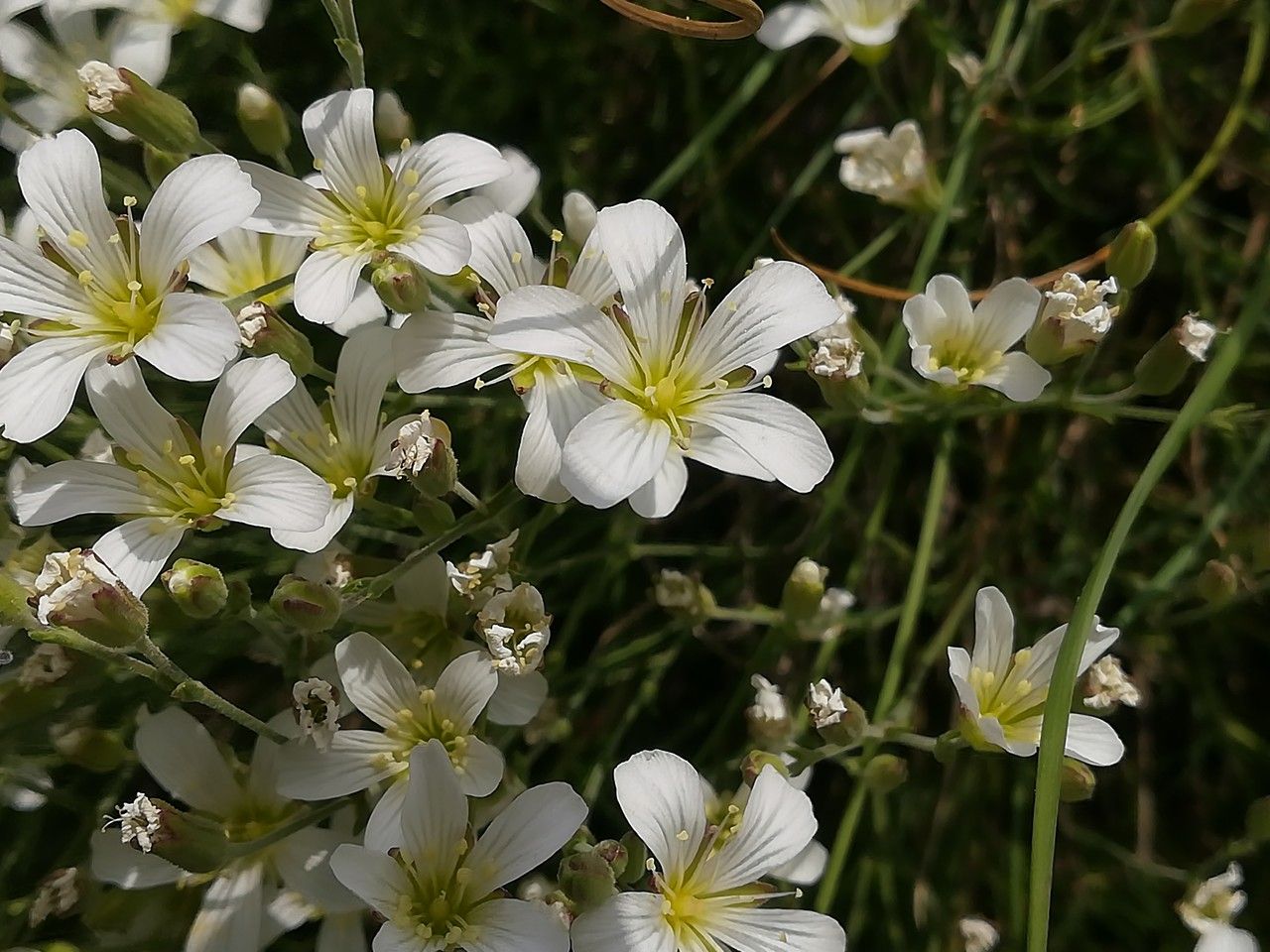 Minuartia laricifolia flower