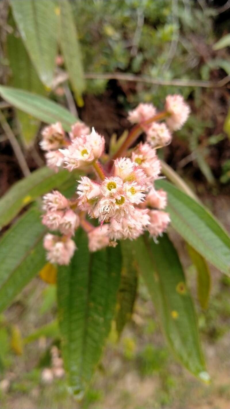 Miconia conobracteata — houseplant care guide