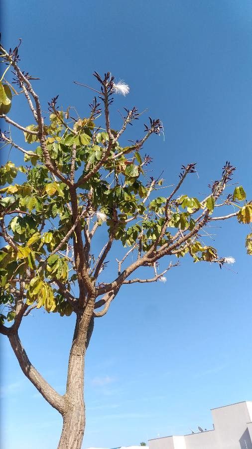 Pseudobombax grandiflorum leaf