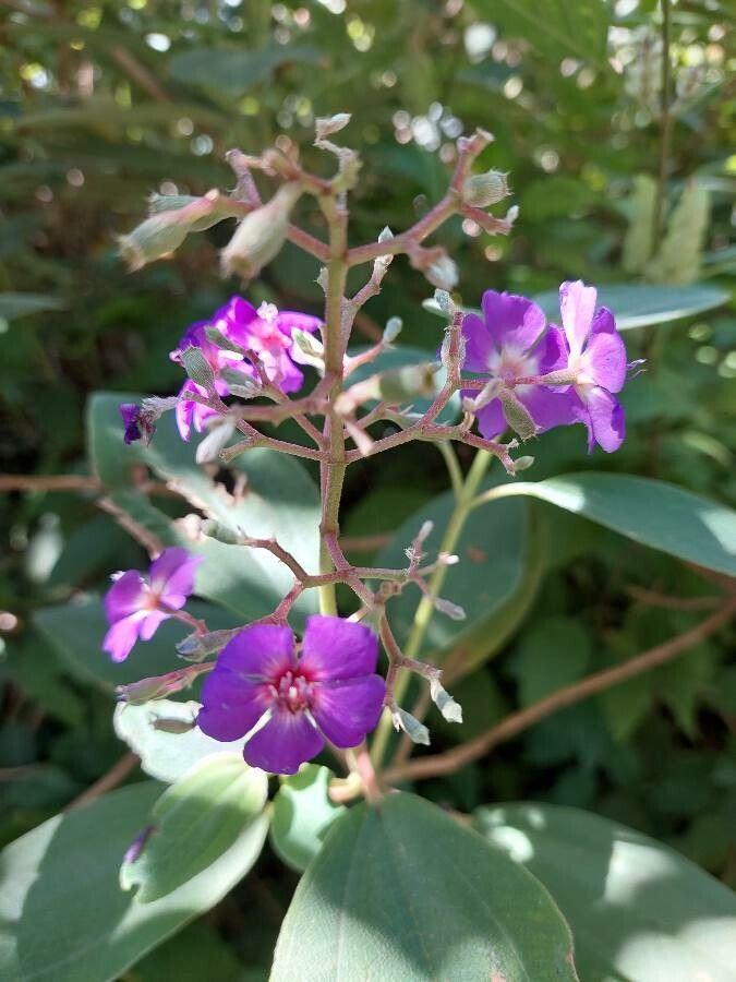 Pleroma heteromallum flower