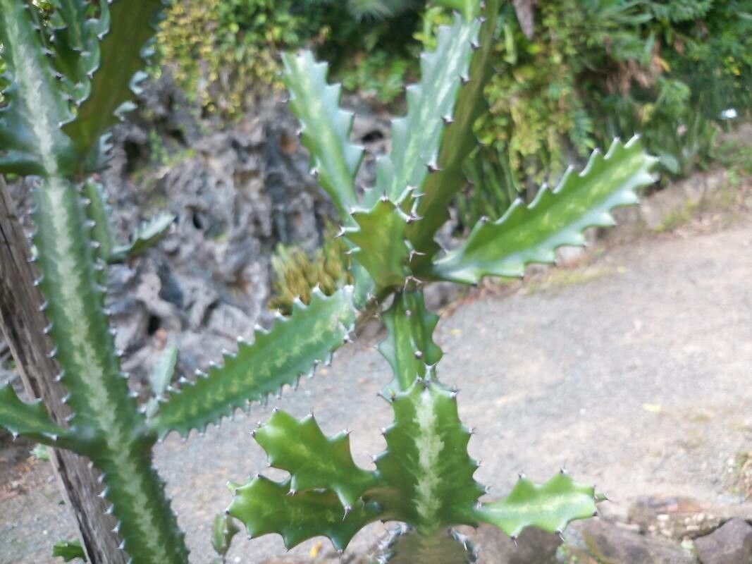 Euphorbia antiquorum — search result for 'Pakistan'