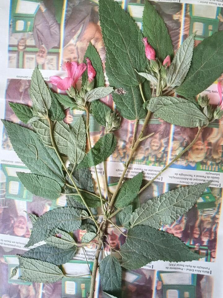 Pavonia schrankii — houseplant care guide