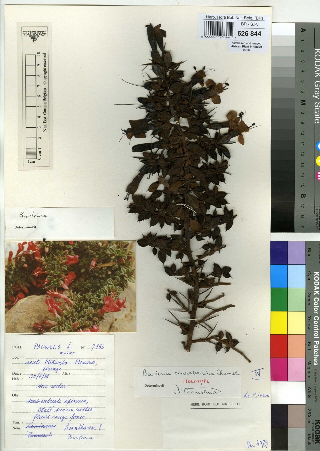 Barleria cinnabarina — houseplant care guide