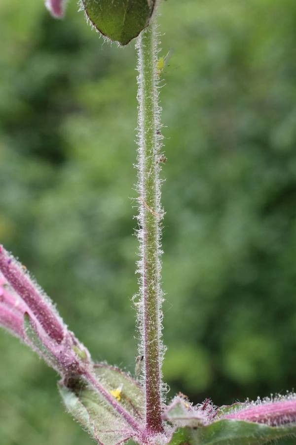 Saponaria glutinosa bark