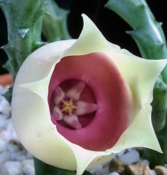 Orbea conjuncta — related species from the same genus