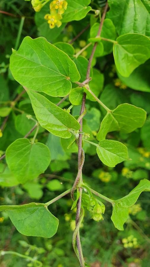 Cynanchum insipidum leaf