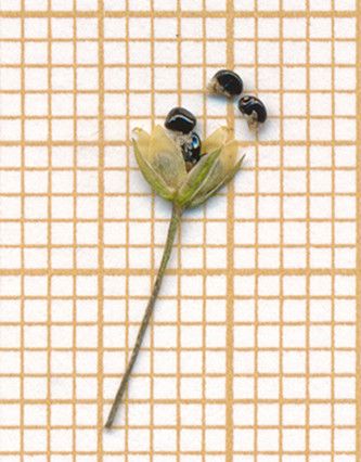 Moehringia muscosa fruit