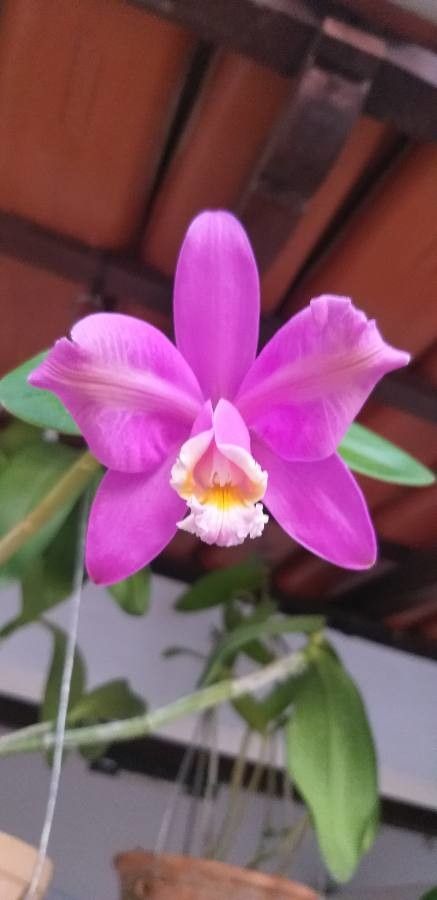 Cattleya harrisoniana flower