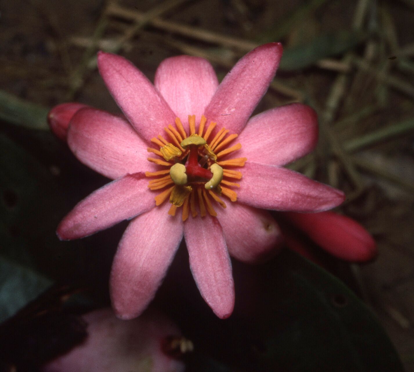 Passiflora amoena flower