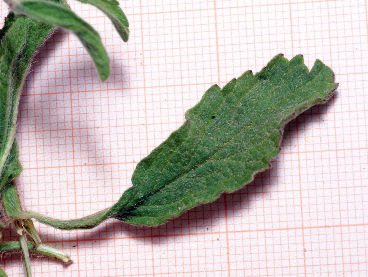 Stachys arenaria — search result for 'Stachys'