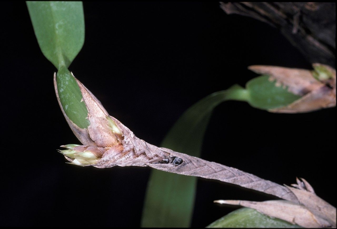 Camaridium vestitum — houseplant care guide