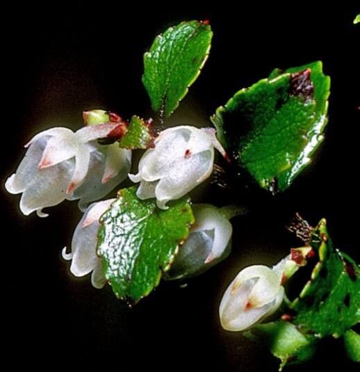 Gaultheria antipoda flower