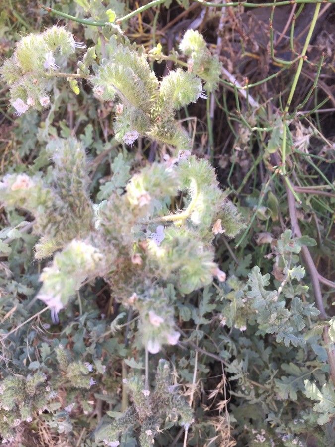 Phacelia ramosissima flower