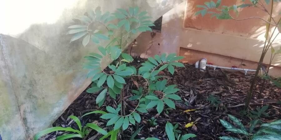 Tapeinochilos ananassae leaf