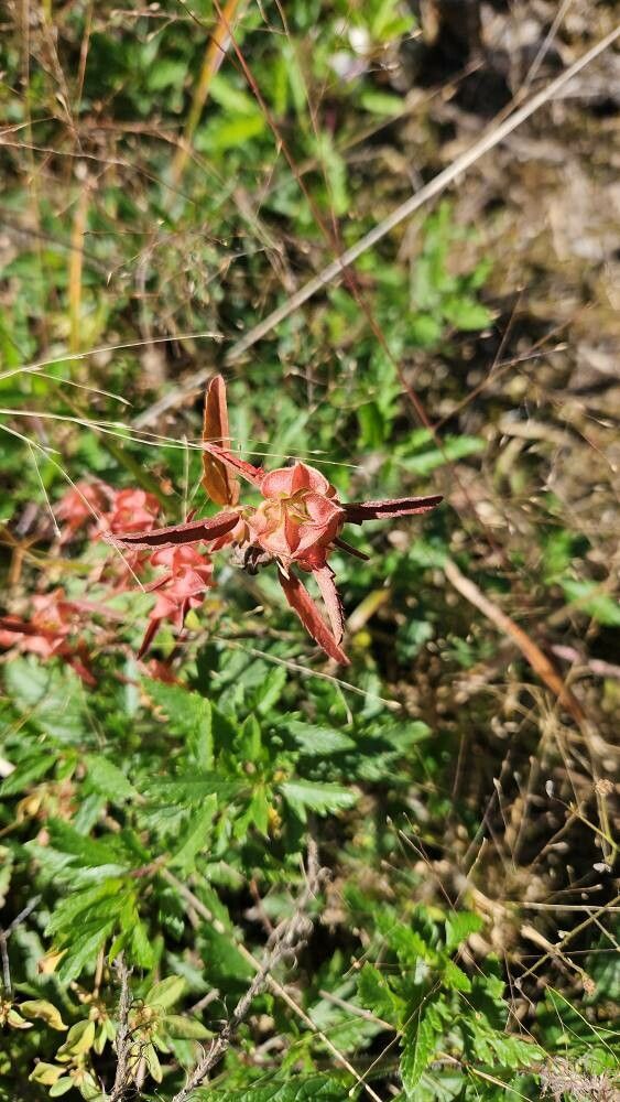 Malvastrum hispidum flower