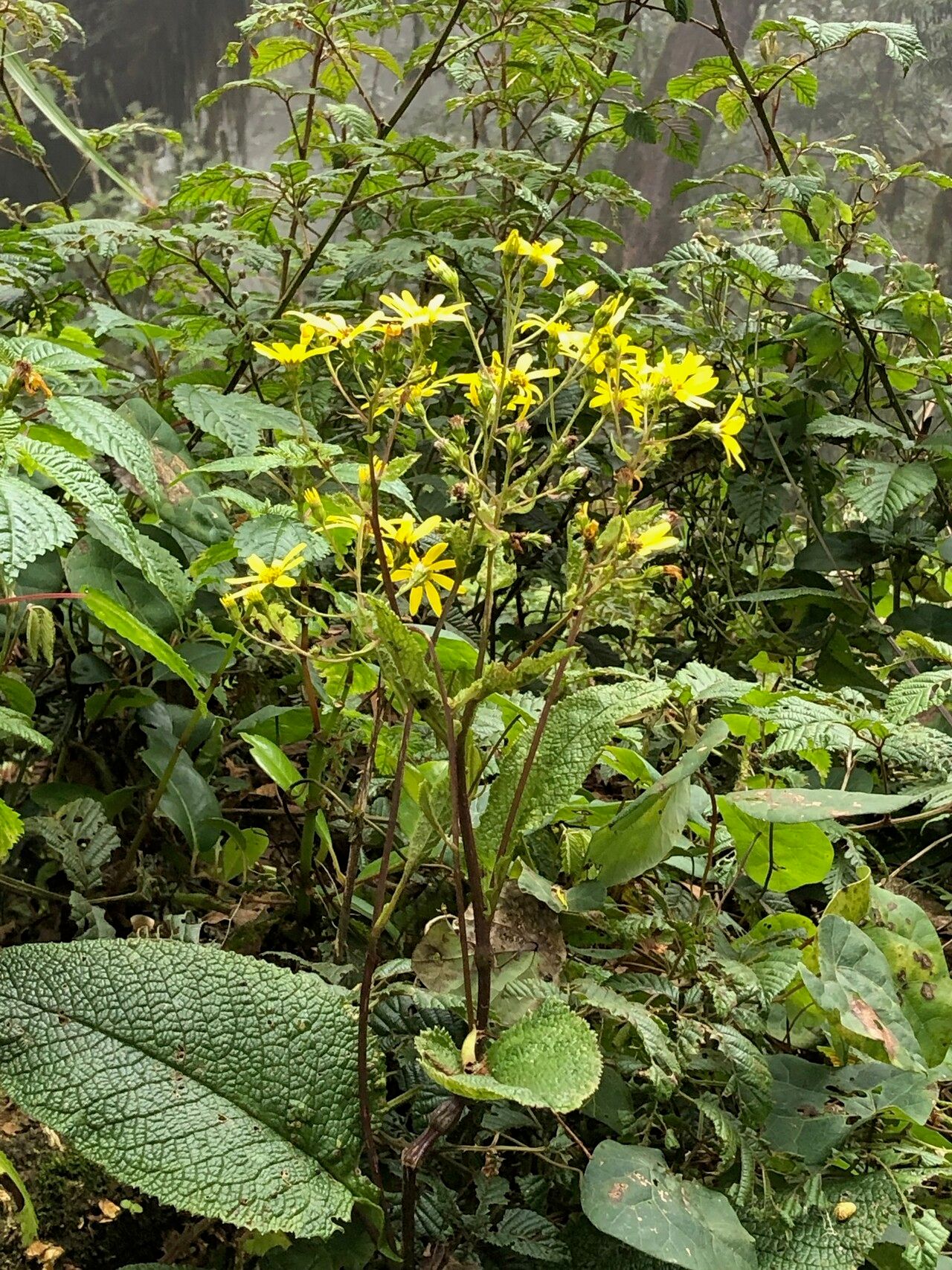 Senecio subsessilis — houseplant care guide