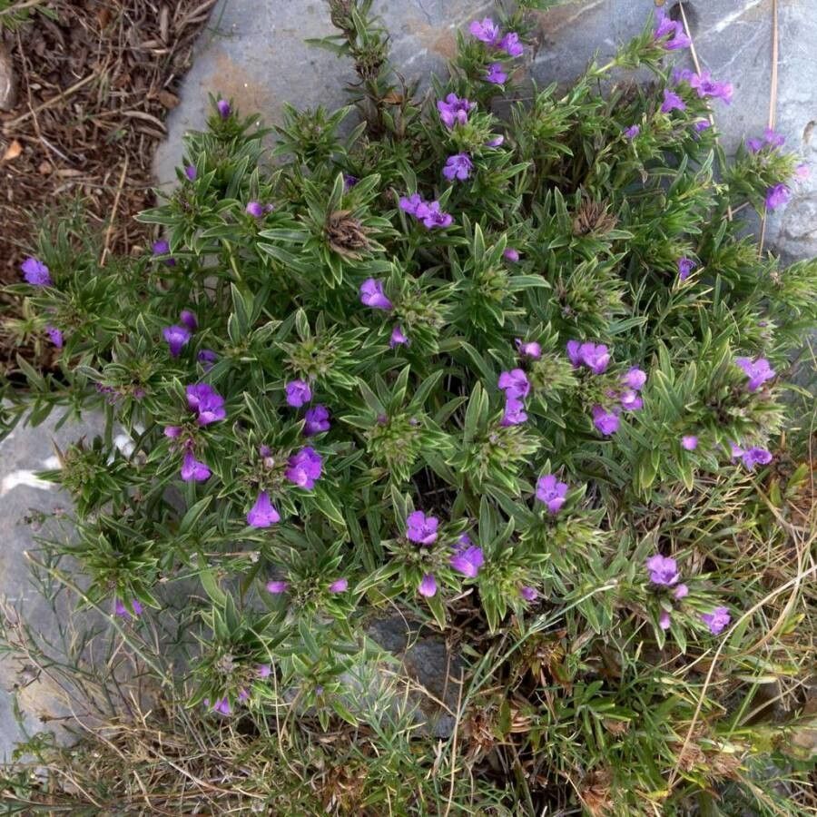 Satureja montana flower