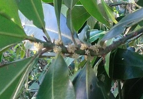 Myrsine umbellata flower