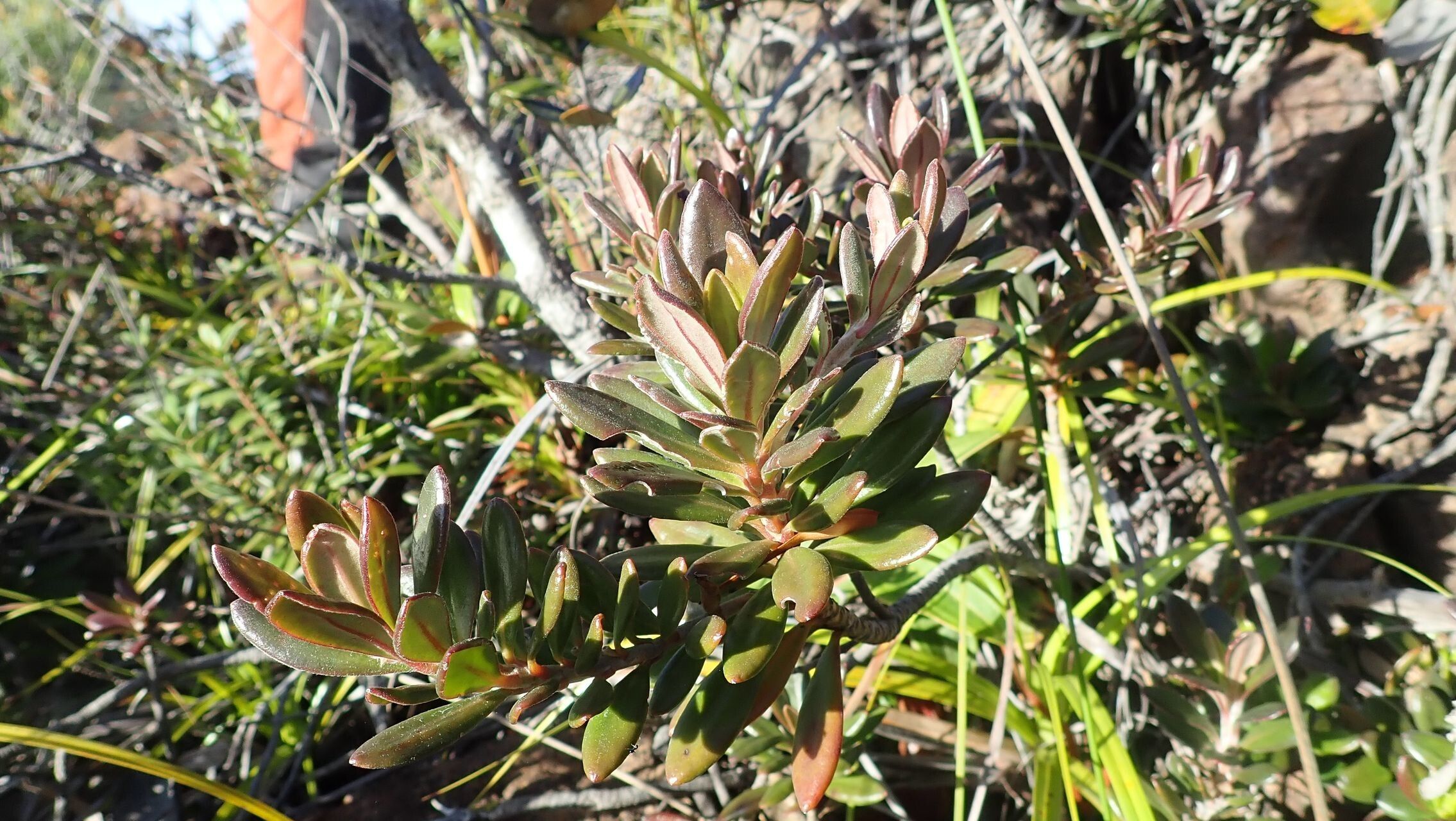 Scaevola barrierei habit