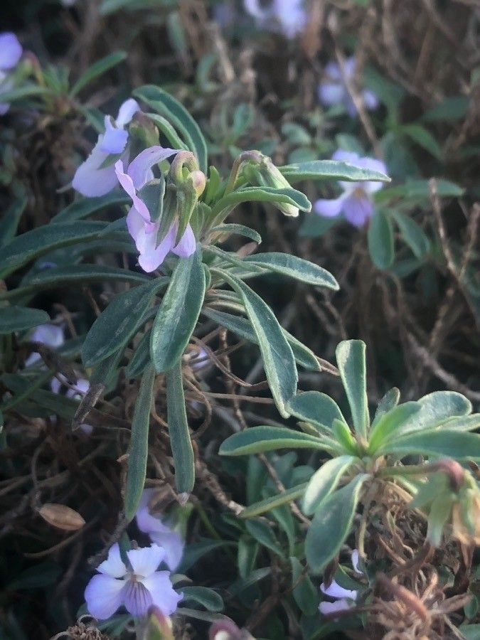 Viola arborescens leaf