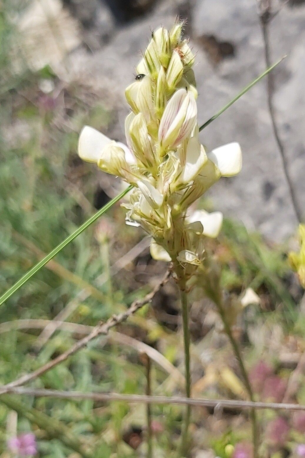 Onobrychis alba flower