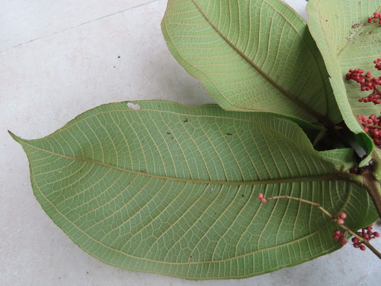 Miconia impetiolaris — search result for 'Miconia'