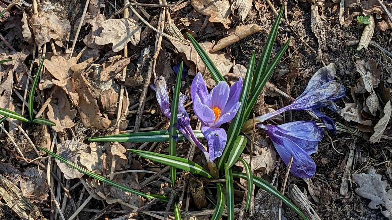 Crocus vernus