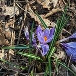 Crocus vernus