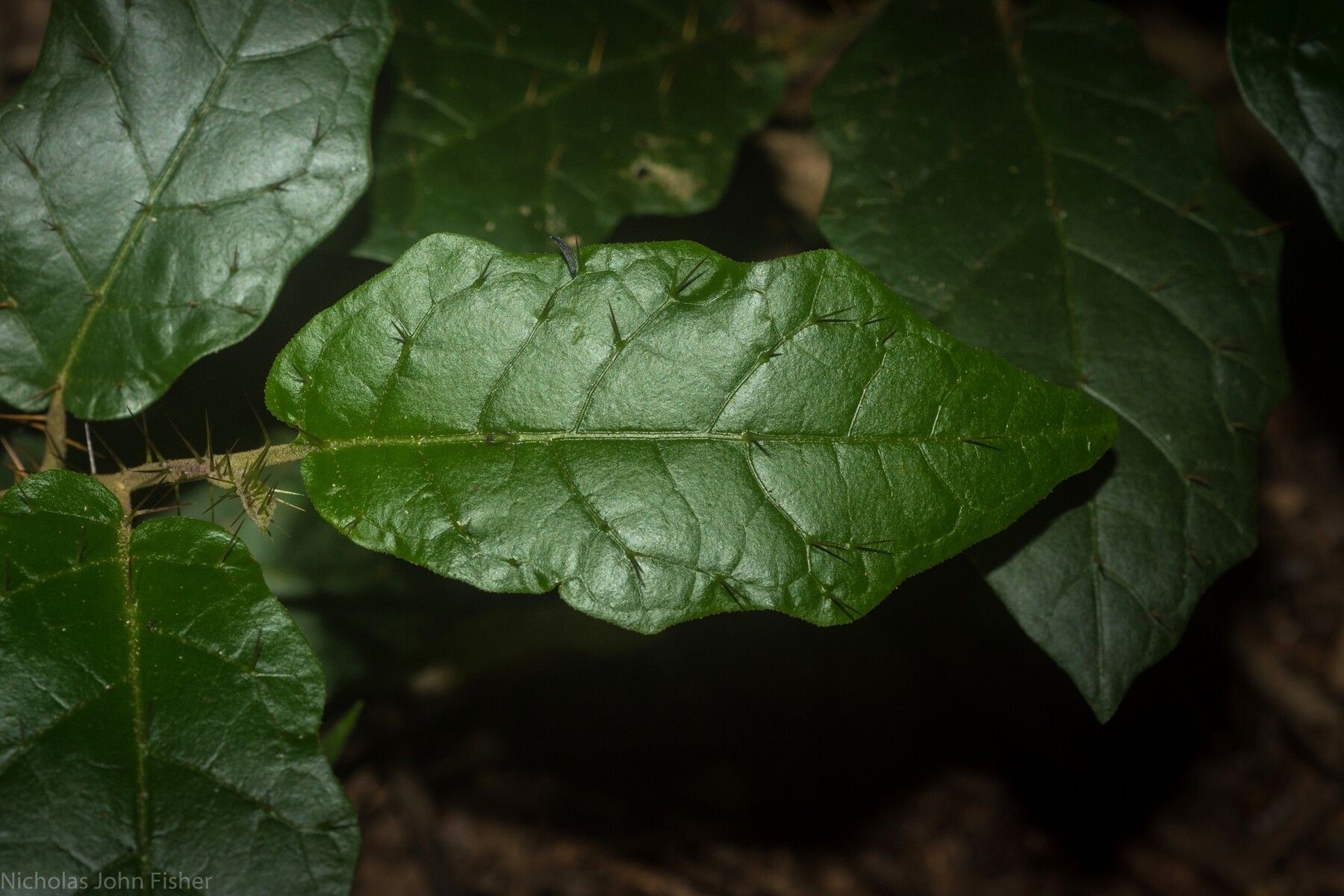 Solanum acanthodapis