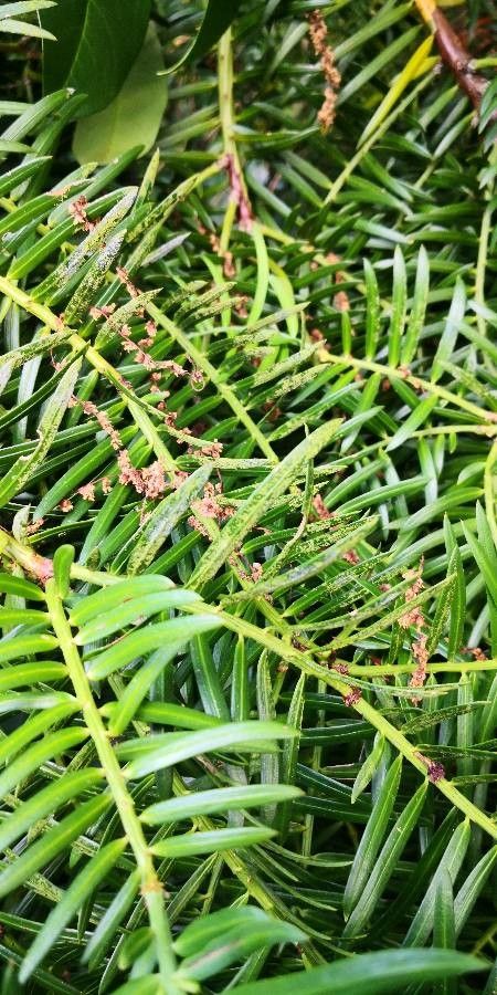 Torreya grandis flower