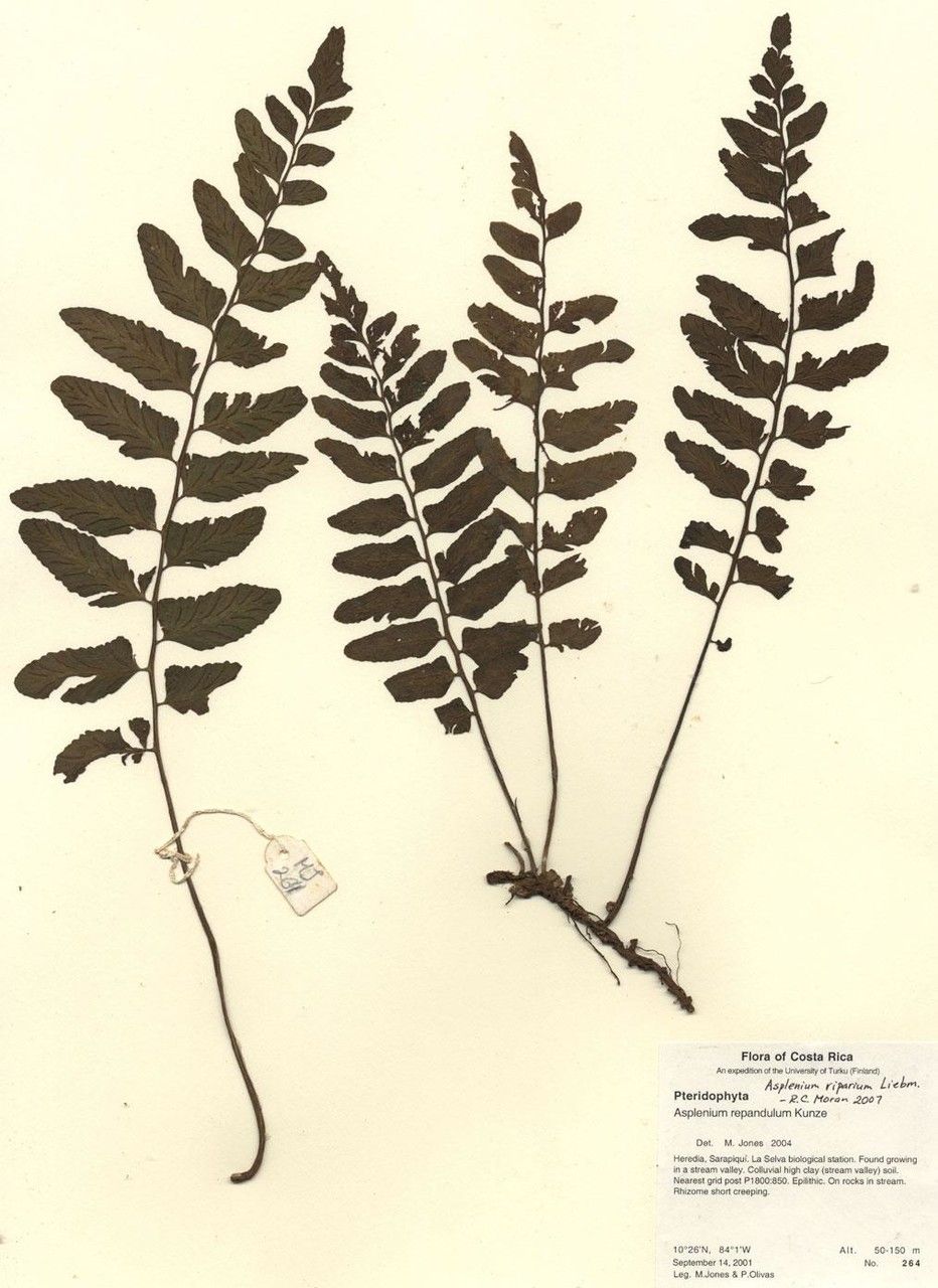 Asplenium riparium other