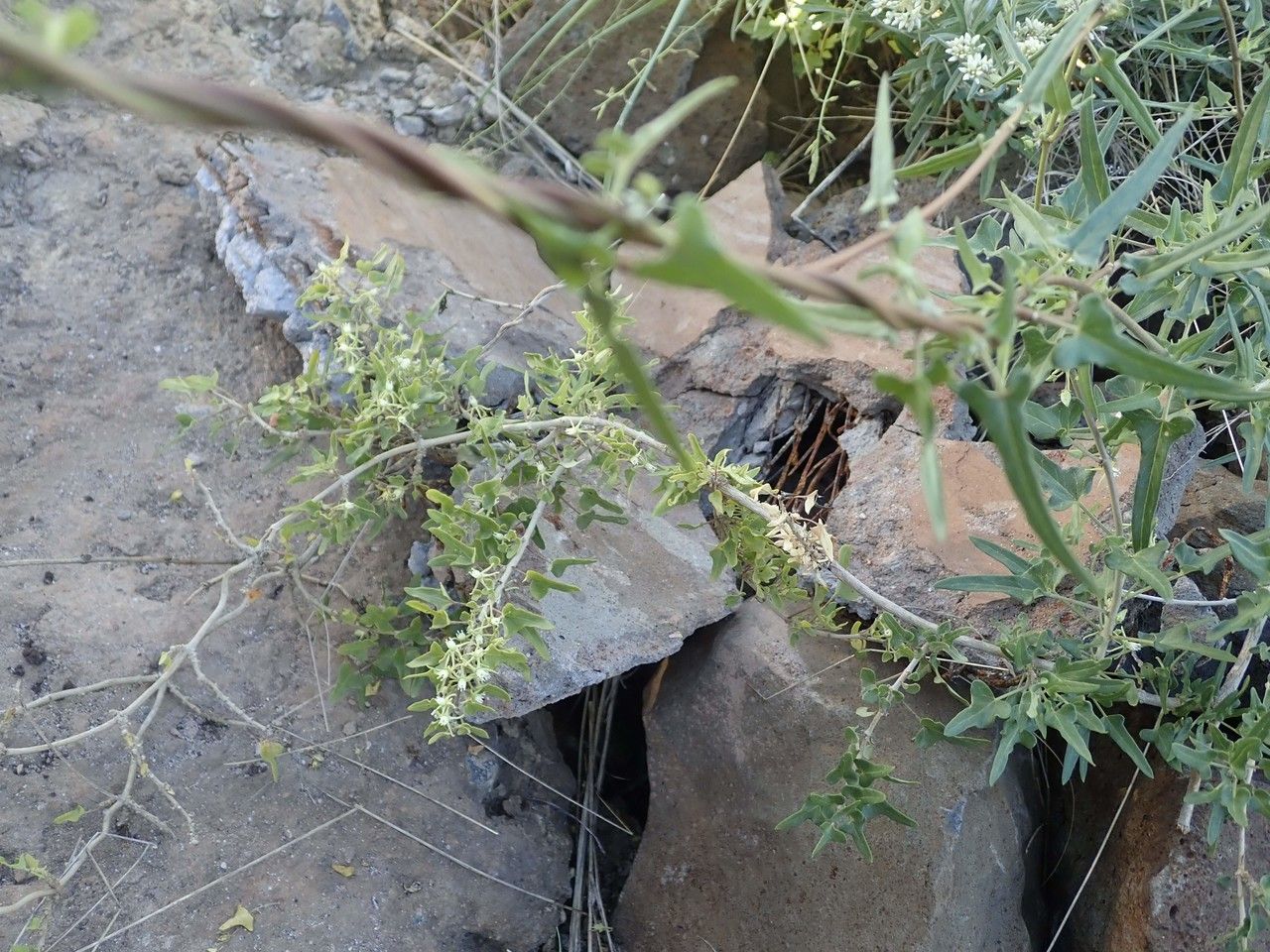 Cynanchum hastifolium other