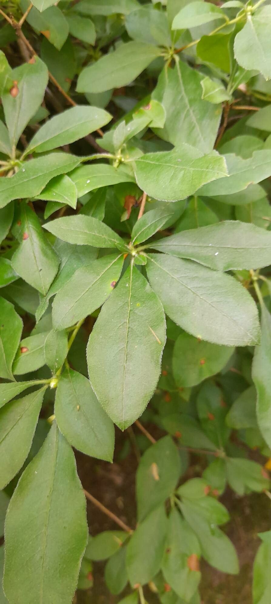 Phoebe sheareri — houseplant care guide