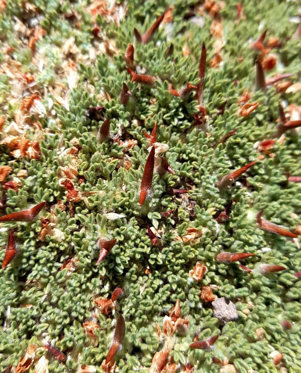 Adesmia nanolignea other