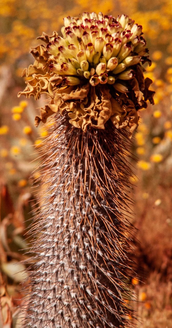 Pachypodium namaquanum flower