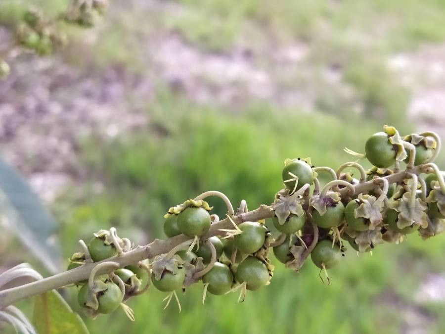 Byrsonima guilleminiana fruit