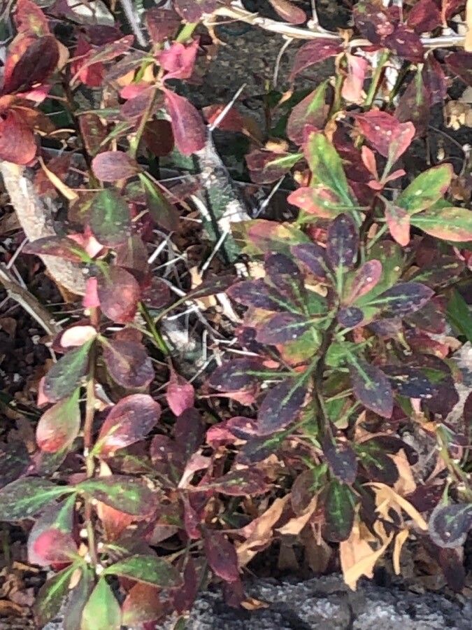 Fouquieria fasciculata leaf