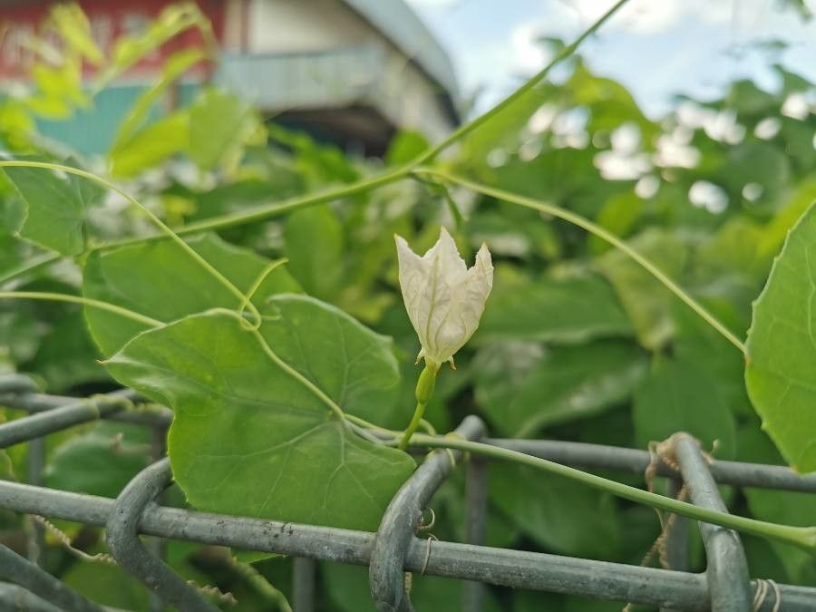 Coccinia grandis flower