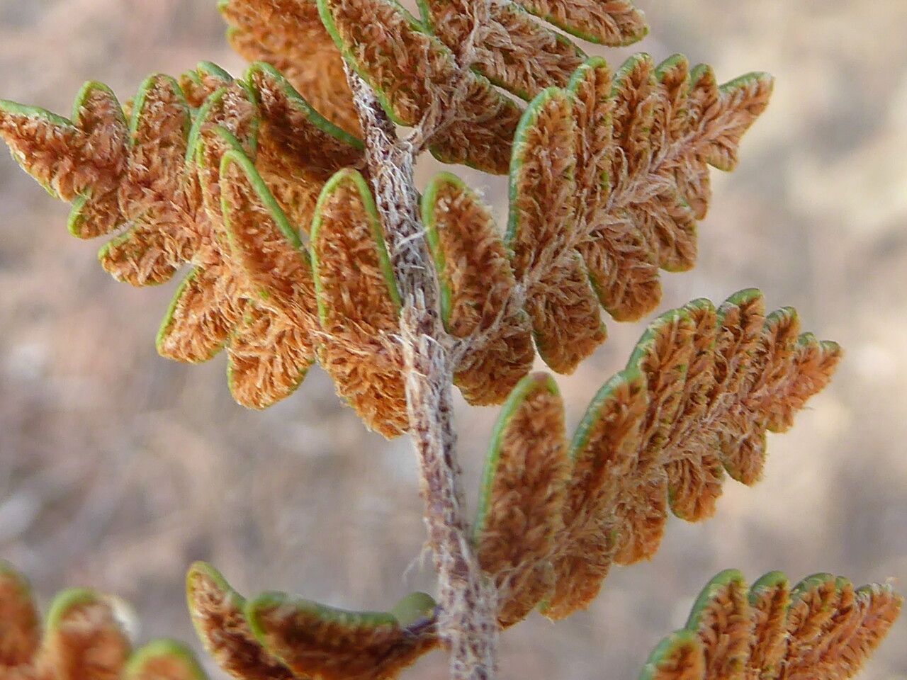 Paragymnopteris marantae fruit