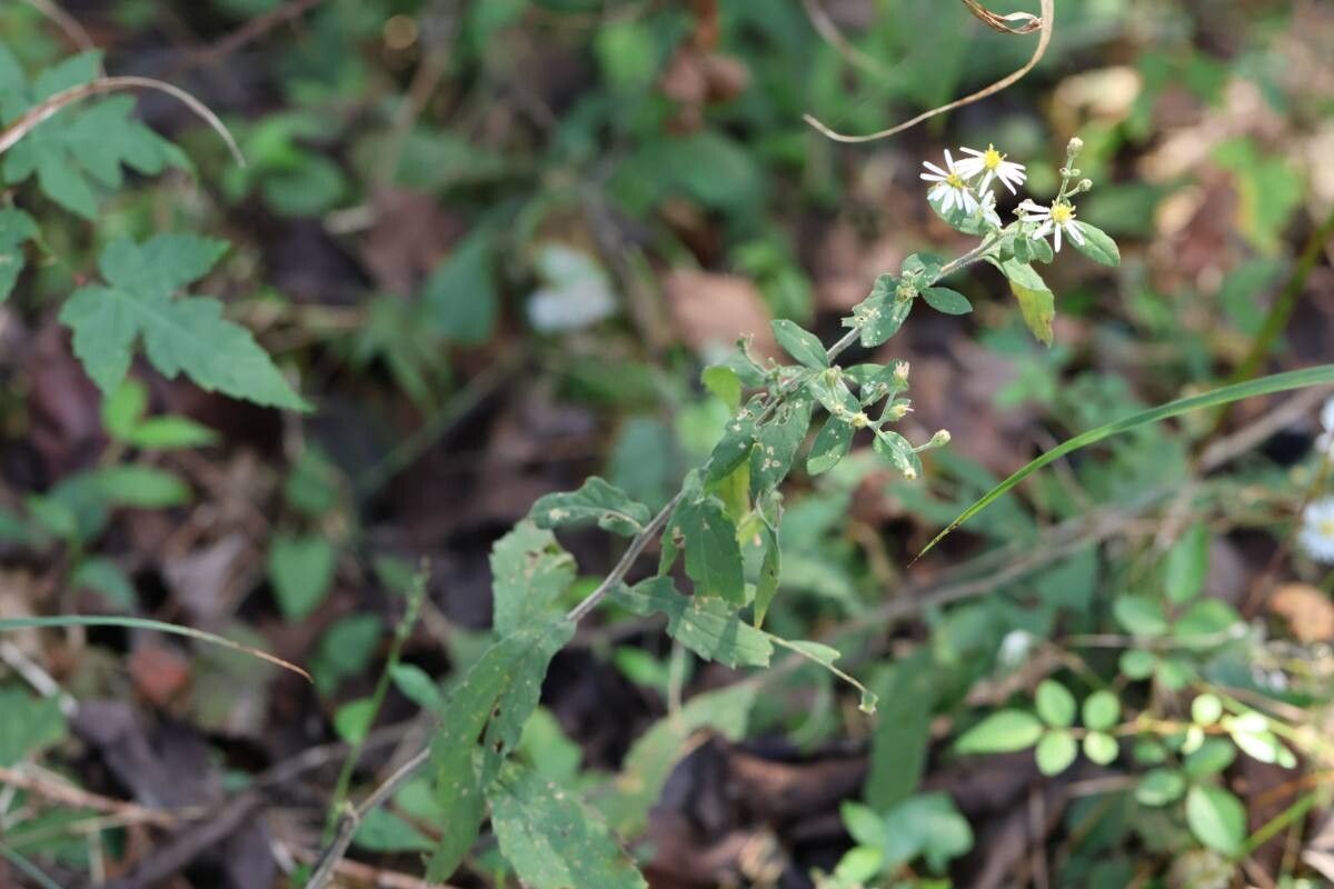Aster semiamplexicaulis flower