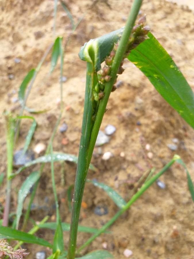 Echinochloa muricata — search result for 'Poaceae'
