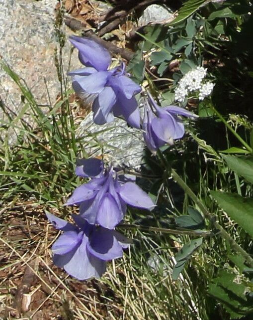 Aquilegia bernardii flower