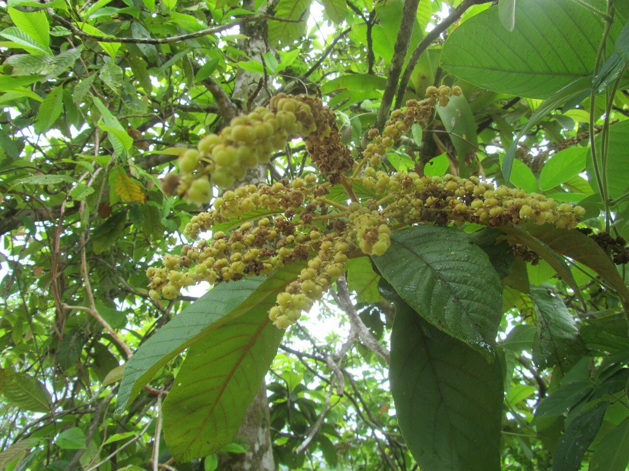 Clethra mexicana fruit