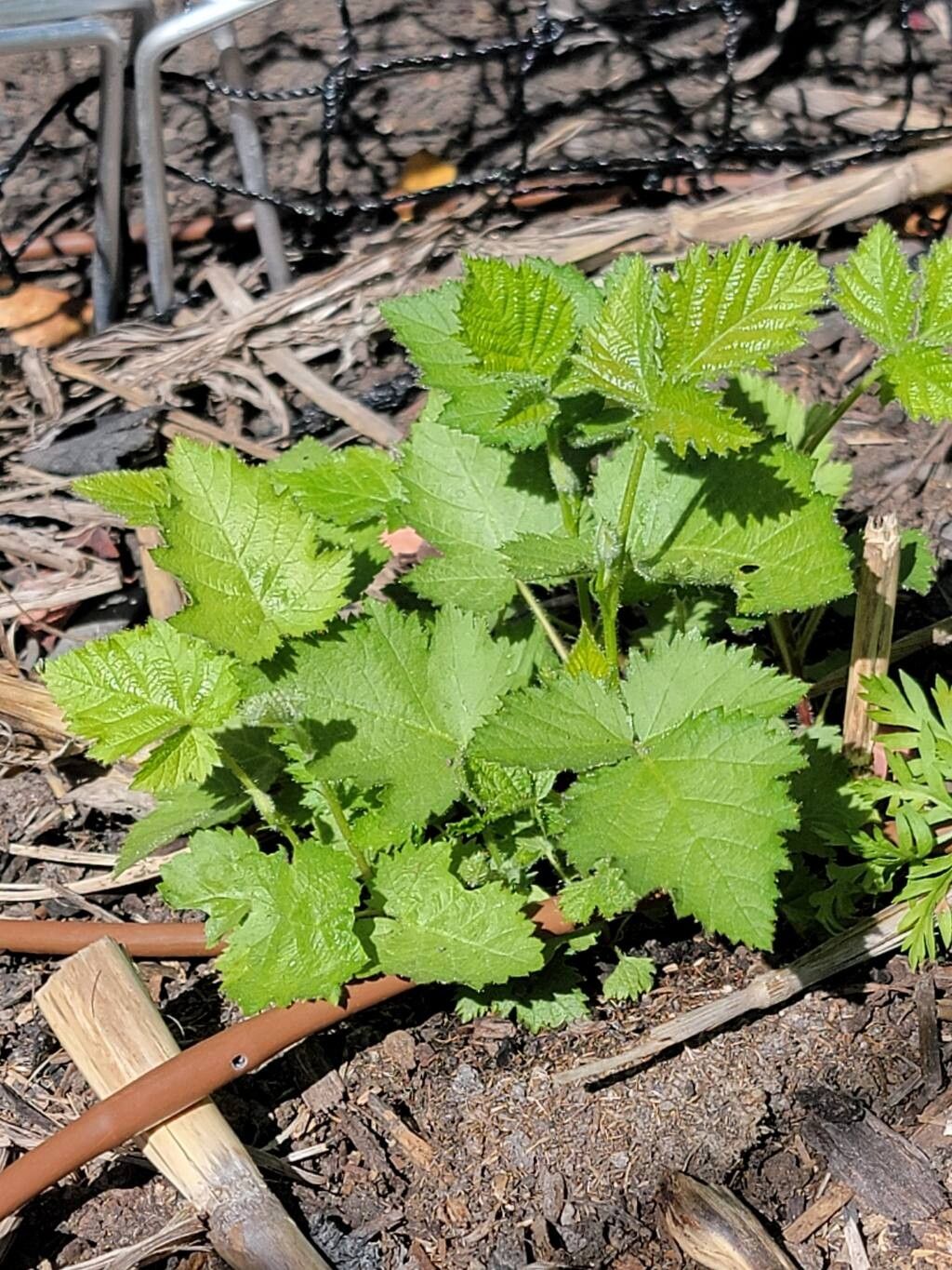 Rubus glaucifolius — houseplant care guide