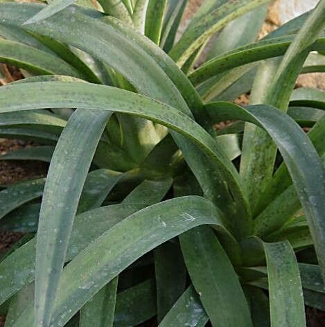 Agave maculata — search result for 'Agave'