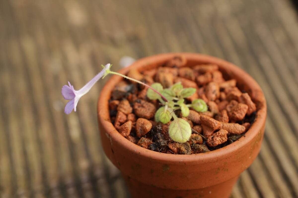 Sinningia pusilla habit