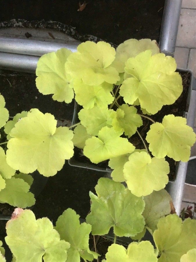 Heuchera villosa — search result for 'Heuchera'