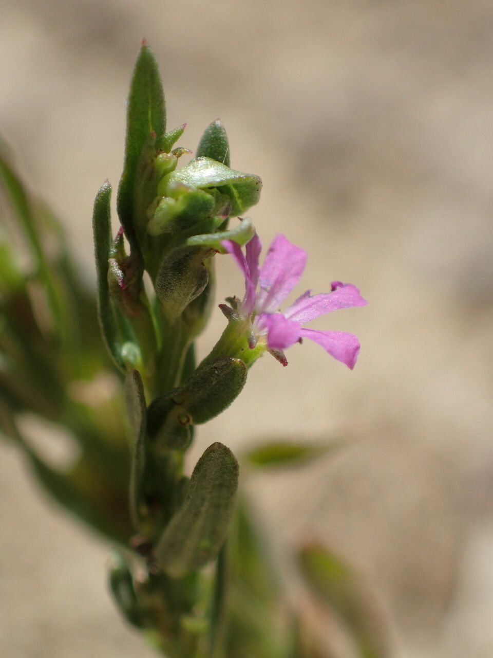 Lythrum hyssopifolia flower
