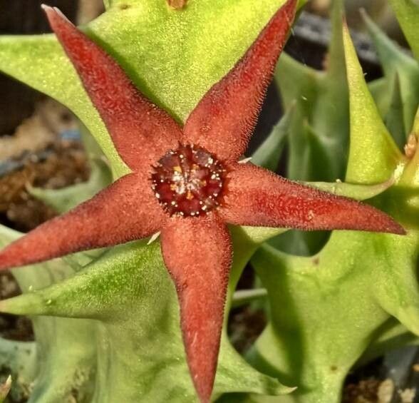 Orbea deflersiana — search result for 'Orbea'